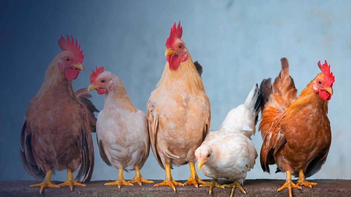 Geänderte Umsatzsteuerregeln für landwirtschaftliche Betriebe