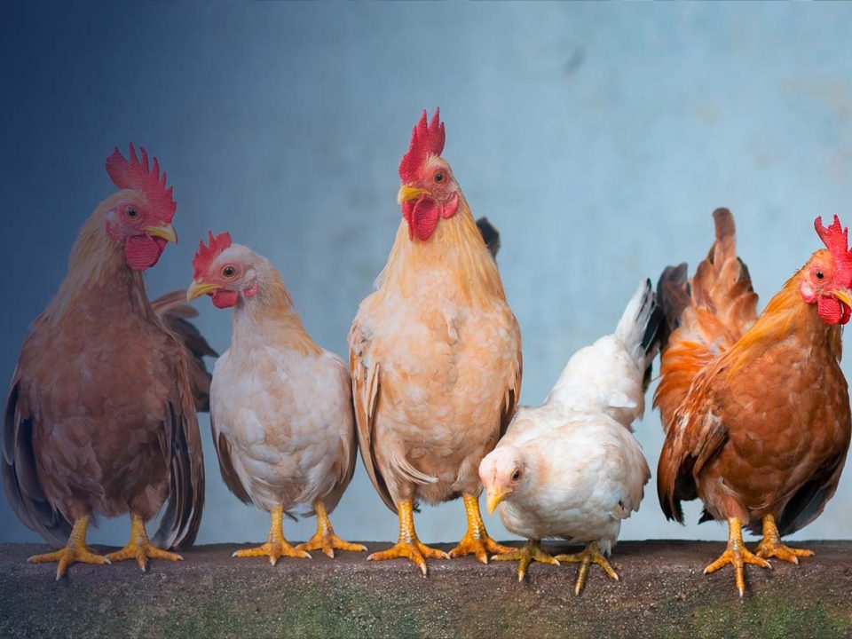 Geänderte Umsatzsteuerregeln für landwirtschaftliche Betriebe