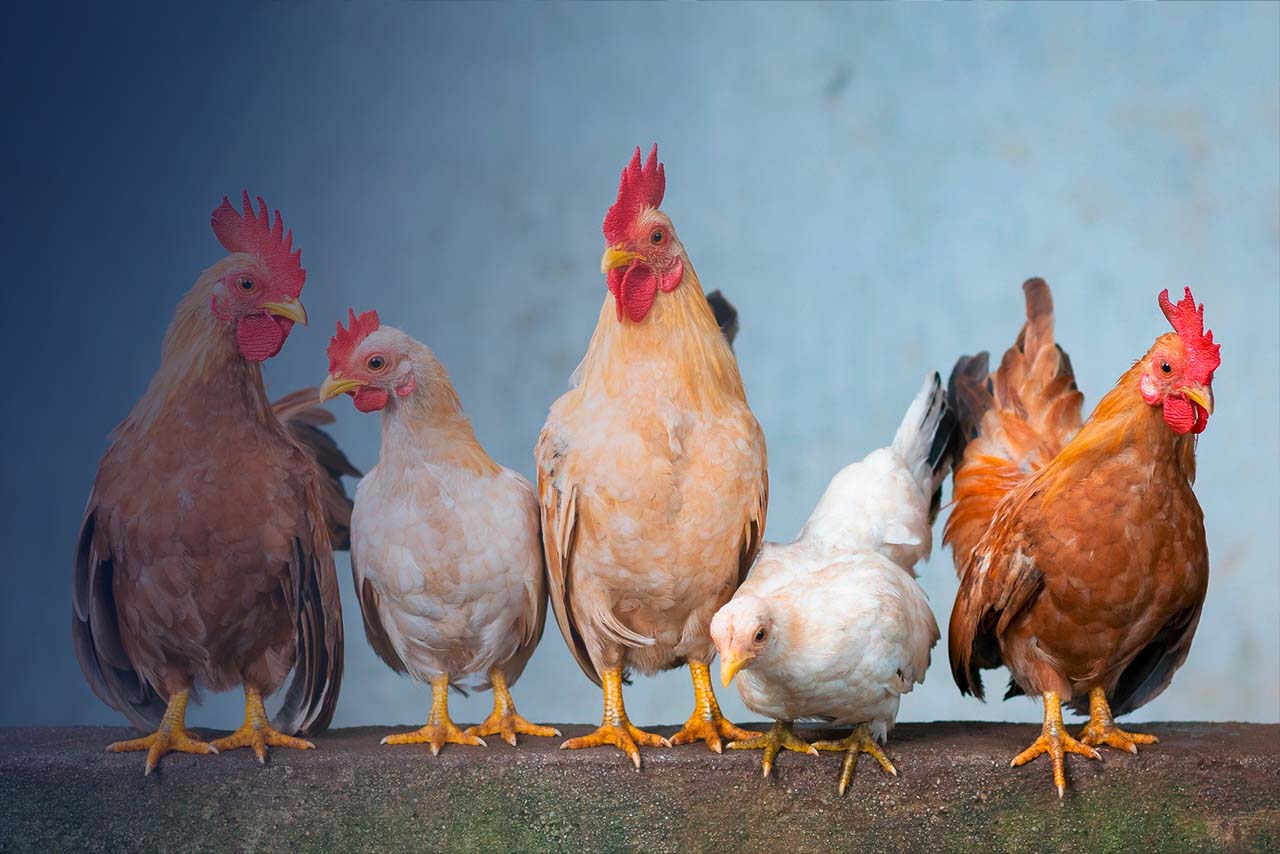 Geänderte Umsatzsteuerregeln für landwirtschaftliche Betriebe